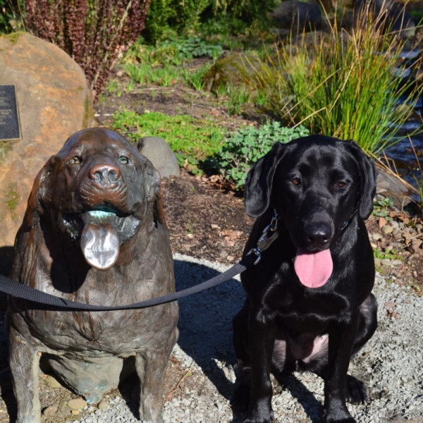 pet friendly garden the oregon garden